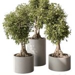 indoor Plant Set 440 – Bonsai