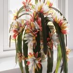 Epiphyllum Epiphyllum