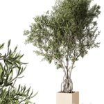 Indoor living plant in a pot 05