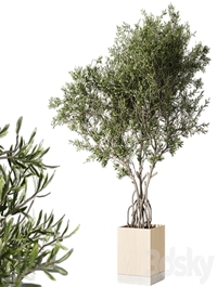 Indoor living plant in a pot 05