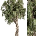 Tree Olive – Set 193