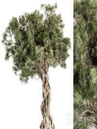 Tree Olive - Set 193