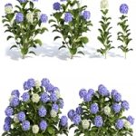 Hydrangea Flowers Hydrangea Flowers