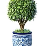 Decorative tree in an Italian vase. Indoor plant Decorative tree in an Italian vase. Indoor plant