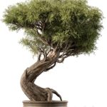 indoor Plant 452 – Bonsai Plant