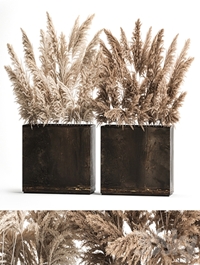 Dried flower bouquet of dried reeds in a rusty metal pot from pampas grass, Cortaderia. 273.