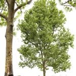 Plane-tree / Sycamore / Platanus #13