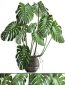 Monstera. monstera, flower stand, bush, thickets, interior, decorative, office plants, pot