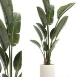 Beautiful exotic plant in a flower pot for interior decor Strelitzia, Ravenala. 1252