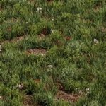 Spring Grass – Grass Set 07