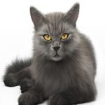 CAT 4 Corona CAT 4 Corona