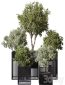 indoor Plant Set 380- Tree and Plant Set in pot