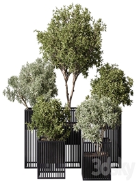 indoor Plant Set 380- Tree and Plant Set in pot